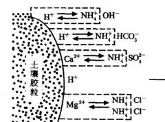 施用碳酸氫銨為什么要強(qiáng)調(diào)深施覆土？