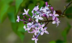 丁香花什么時候開花？丁香花的功效與作用