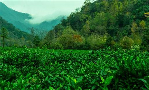 祁門紅茶的產(chǎn)地