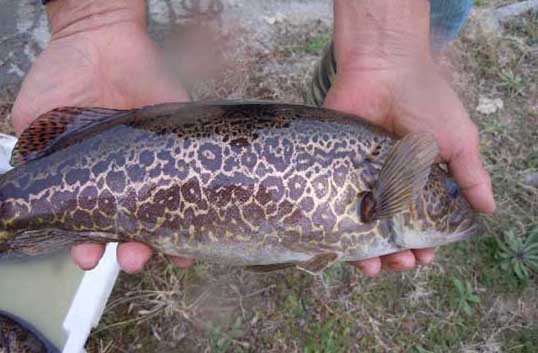 鱖魚(yú)食物食性