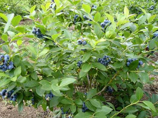 藍莓種植技術(shù)