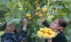 無花果產(chǎn)地是哪里最好 無花果的栽培技術(shù)要點