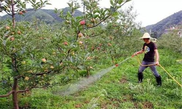 蘋果樹澆水最佳時(shí)間