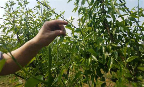 棗樹夏季修剪與管理技術要點