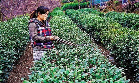 怎樣修剪茶樹？茶樹的修剪方法介紹