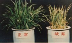 氮、磷、鉀對(duì)植物的作用分別是什么