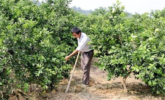 擴(kuò)穴改土，搞好肥水管理