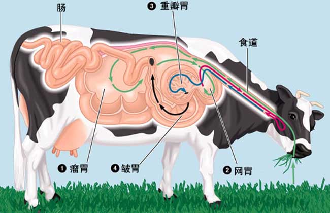 養(yǎng)牛技術