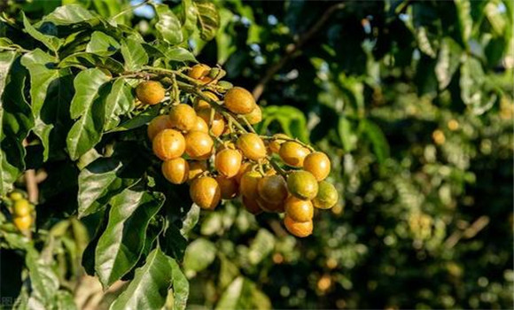 黃皮如何疏花、疏果、保果