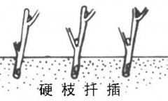 如何繁殖黑豆果 黑豆果硬枝扦插、綠枝扦插方法