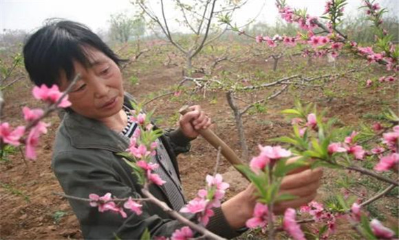 疏花方法