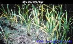 水稻缺鋅會(huì)導(dǎo)致僵苗，水稻缺鋅怎么辦？