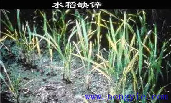 水稻缺鋅會(huì)導(dǎo)致僵苗，水稻缺鋅怎么辦