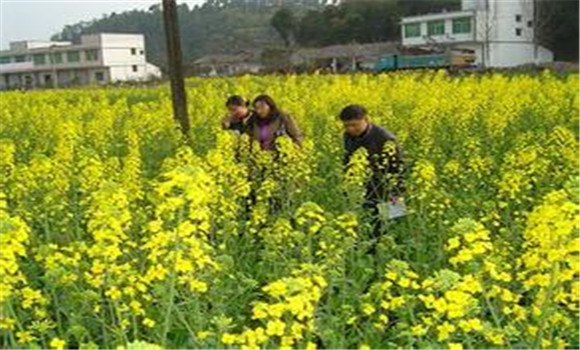 油菜凍害危害綜合防控方法