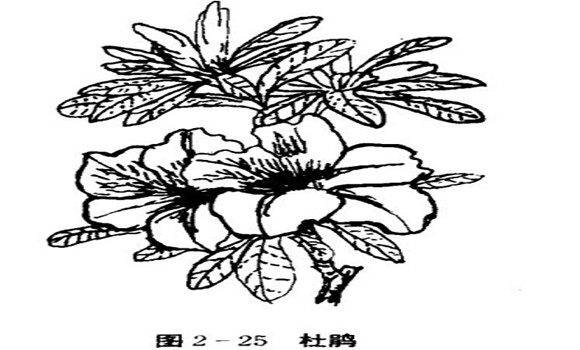 怎樣養(yǎng)杜鵑花，杜鵑花怎么養(yǎng)