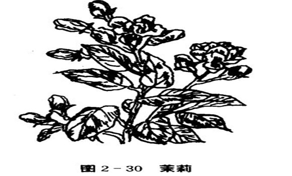 茉莉花種植技術(shù)，如何種植茉莉花