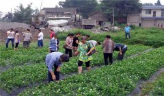 茉莉花的養(yǎng)殖方法簡介，怎樣培育茉莉花