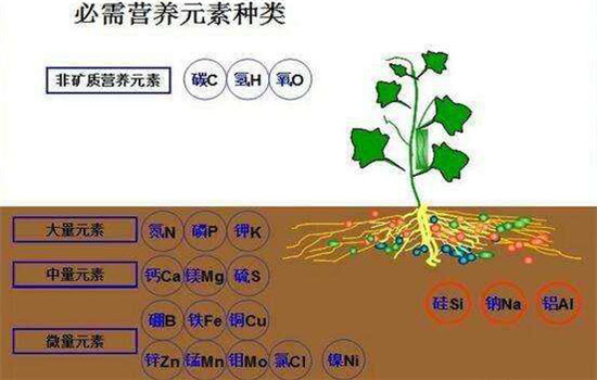 農(nóng)作物磷過剩時的癥狀