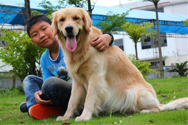 妊娠母犬管理應(yīng)注意事項(xiàng)