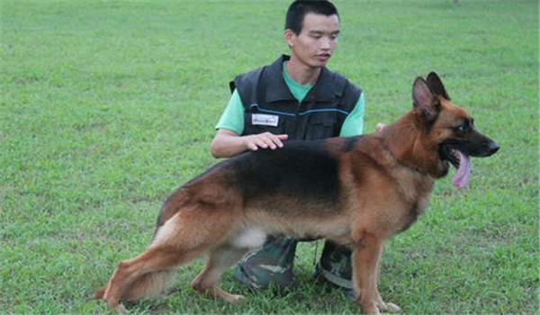 因犬制宜，區(qū)別對(duì)待