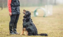 訓(xùn)犬時(shí)狗主人對訓(xùn)犬效果會有什么影響