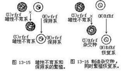 什么叫水稻“三系”，水稻三系是哪三系?