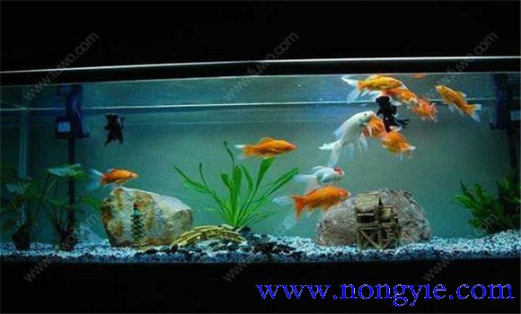 怎樣飼養(yǎng)金魚，飼養(yǎng)金魚注意事項(xiàng)和技術(shù)要點(diǎn)