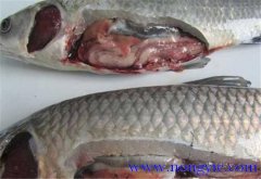 草魚(yú)出血病發(fā)病原因、癥狀、治療方法