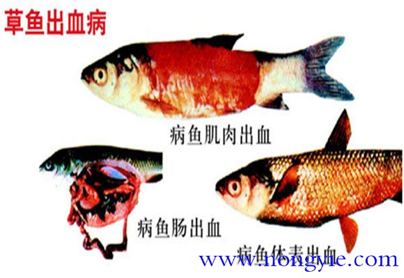 草魚(yú)出血病的主要癥狀