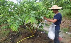 番石榴修剪方法與疏花疏果、果實套袋技術要點