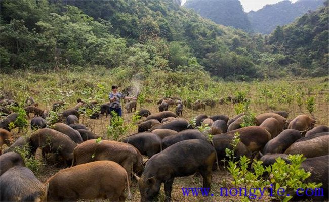 飼養(yǎng)生態(tài)豬應(yīng)知道的五個(gè)注意事項(xiàng)