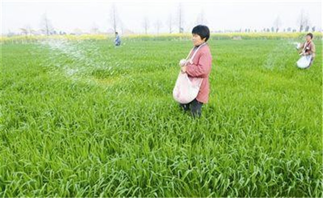 小麥對氮肥需求