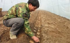 生姜的種植密度是多少？生姜浸種消毒新配方