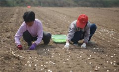 大蒜什么時(shí)間種植，如何掌握大蒜種植深度？