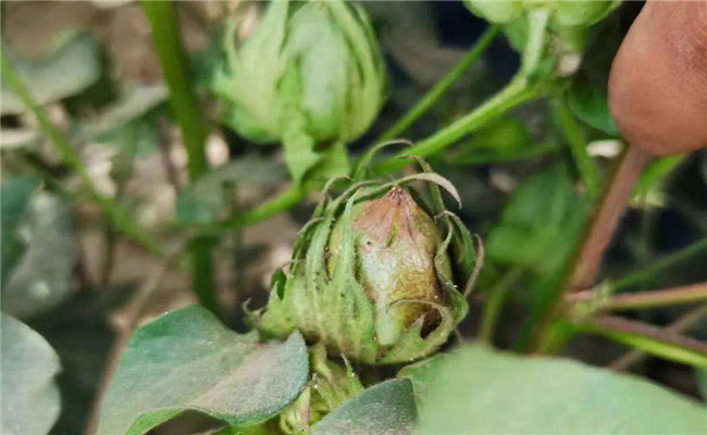 花薊馬防治方法