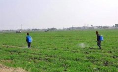 除草劑什么時間噴灑 小麥除草劑噴多長時間見效