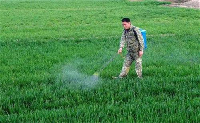 小麥除草劑啥時噴施好