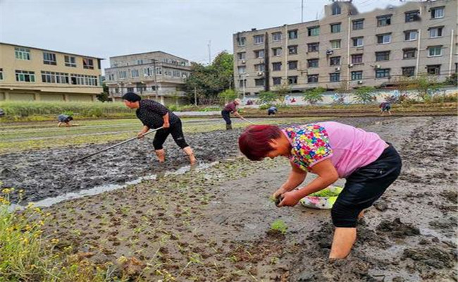 谷雨兩旁，西瓜下秧