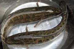 黑魚(yú)最大能長(zhǎng)多少斤，黑魚(yú)與鯰魚(yú)有什么區(qū)別