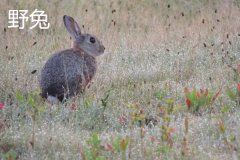 養(yǎng)野兔犯法嗎？養(yǎng)野兔子要注意什么？