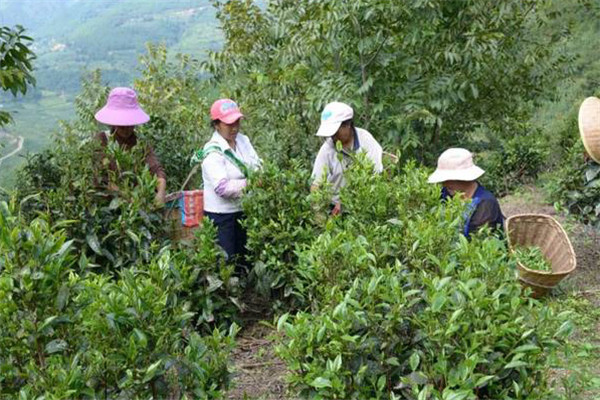 什么樣的茶園為低產(chǎn)茶園