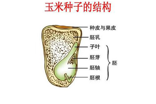 玉米種子及其構(gòu)造是什么樣的