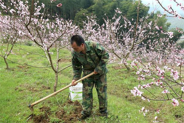 桃樹(shù)施肥應(yīng)注意哪些事項(xiàng)