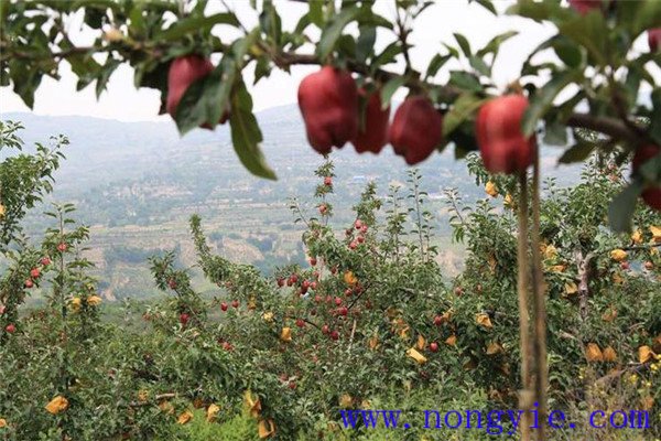 蘋(píng)果樹(shù)種植過(guò)程中要注意什么