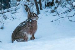 冬季野兔的活動規(guī)律，它冬天什么時候出來？