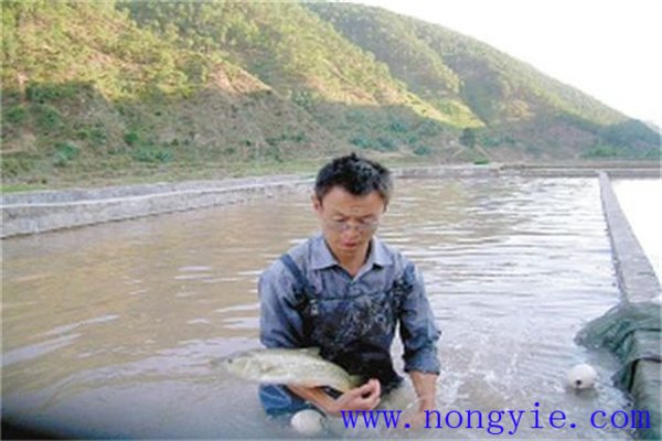 養(yǎng)殖加州鱸魚所需的適口餌料有幾種如何選用