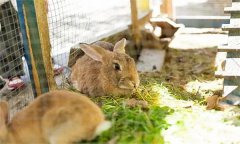 兔子喂草有哪“三注意” 養(yǎng)兔飼料有哪些來源