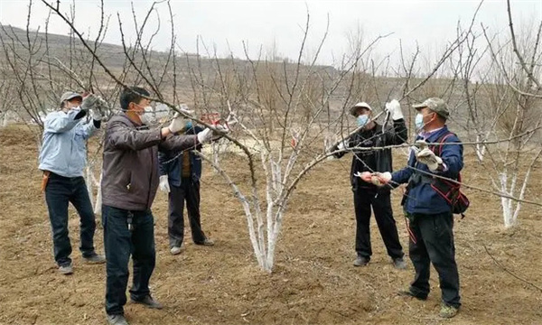 花椒樹冬季修剪技術(shù)