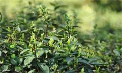 如何對(duì)茶樹(shù)越冬休眠期病蟲(chóng)害進(jìn)行綠色防控？