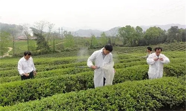 茶樹如何做到科學合理用藥